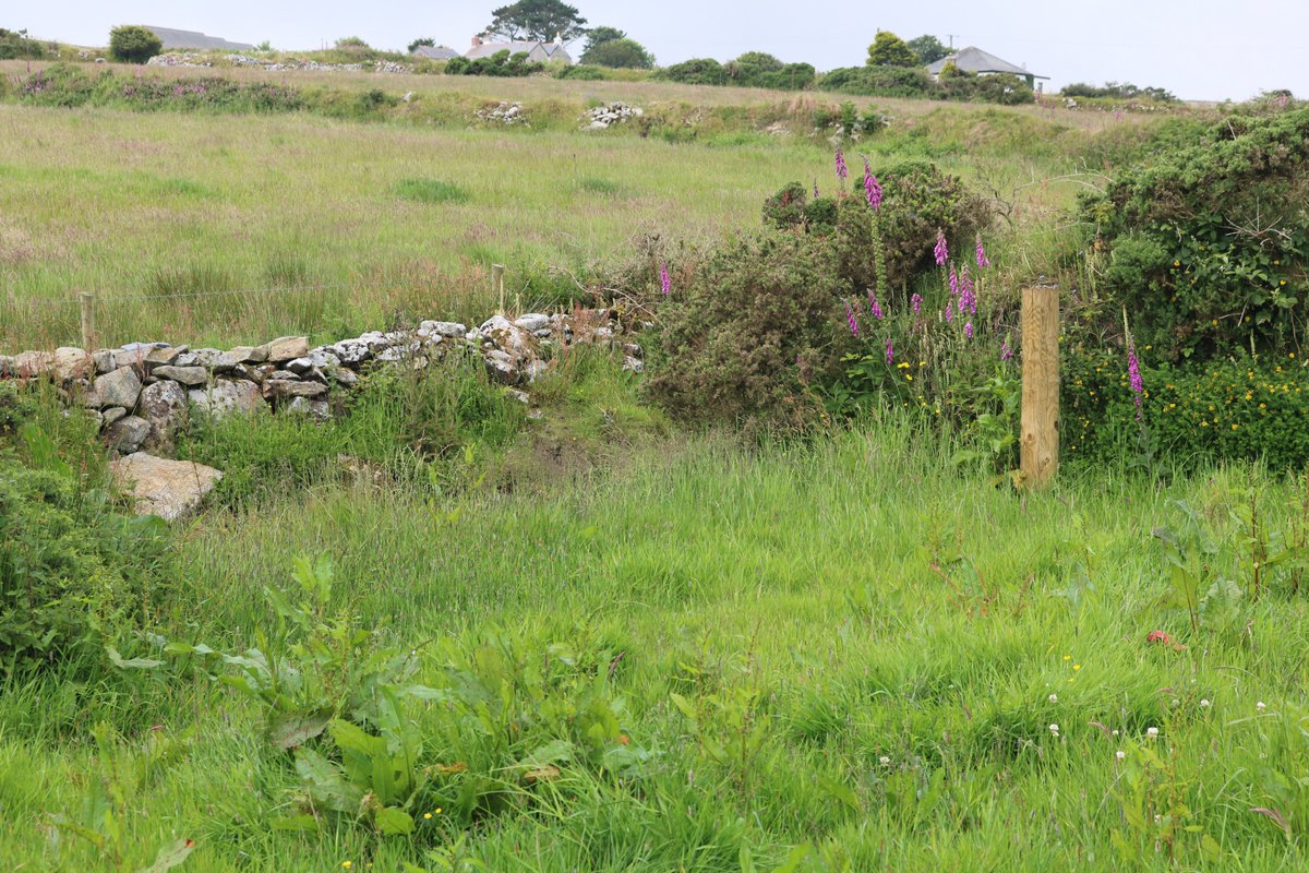Are you a #Penwith farmer interested in learning about herbal leys? If so attend our free training day on 26th Sept at Sancreed Village Hall 10am-2pm including a practical session. Find out more and register at https://t.co/xXAYGqpLz7 #farming #training #biodiversity https://t.co/F4NSvXHHVH