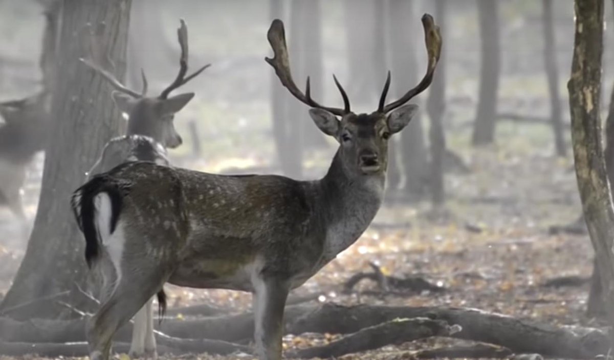 #Rewilding is big on our minds are present as we continue to explore potential to offer people a way to fund Radical Rewilding projects in UK, Portugal and France. We are gifting 2 tickets to camp at #Knepp 3500 acre Rewilding in West Sussex on 25th August.