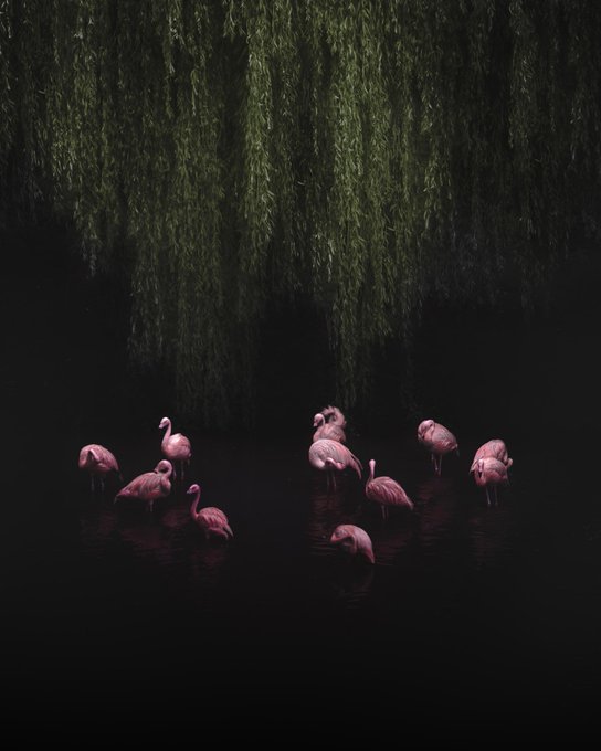 Fotospeed tweet media