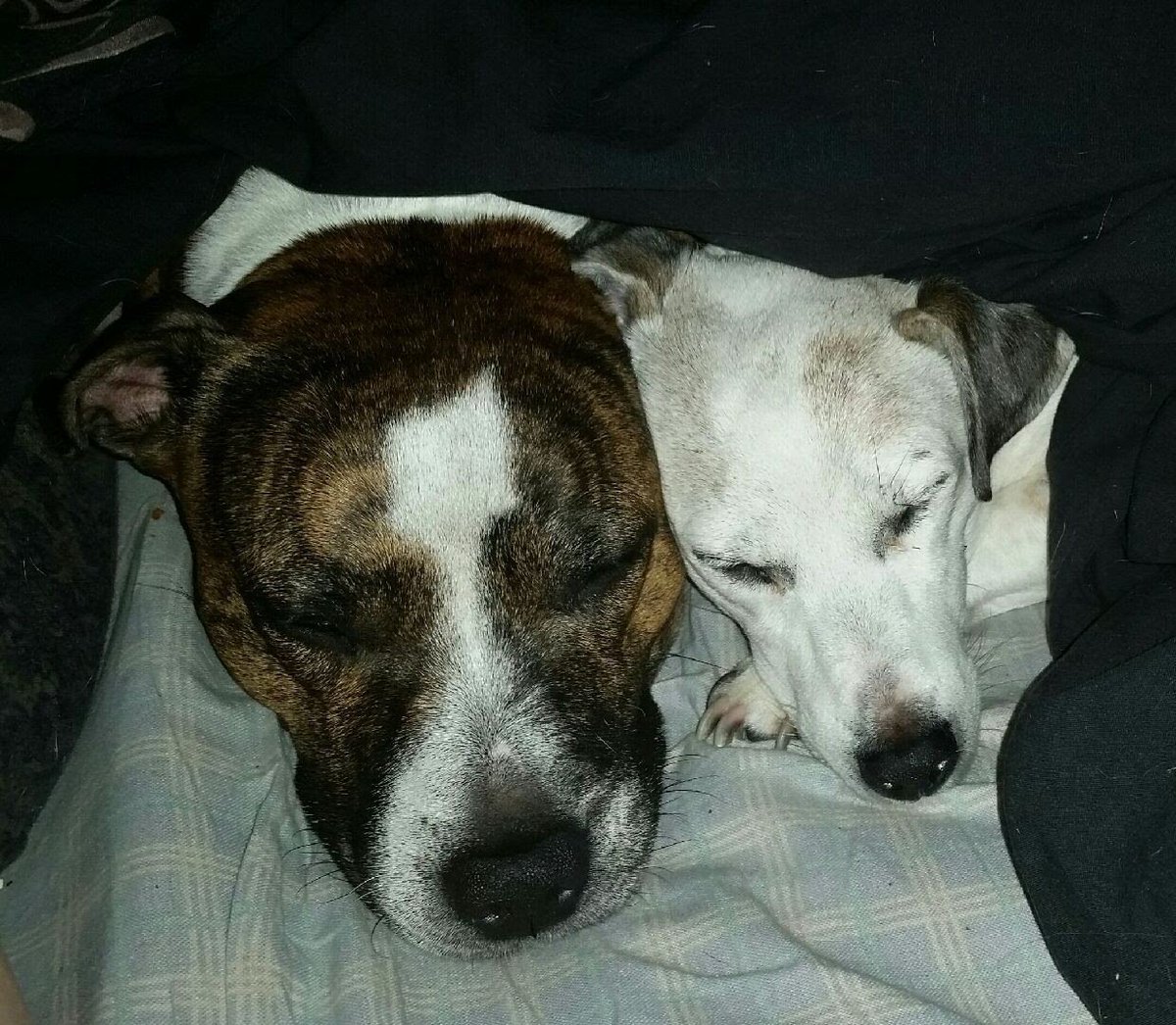 sparklite's tweet image. #dogsoftwitter #dogcelebration #TheGoodDogGuide #JackRussell #staffy #staffordshirebullterrier #furbabies #SoCute #missyourussel18yearswasntenough #gentlestaffy #animalsarebetterthanhumans #purelove