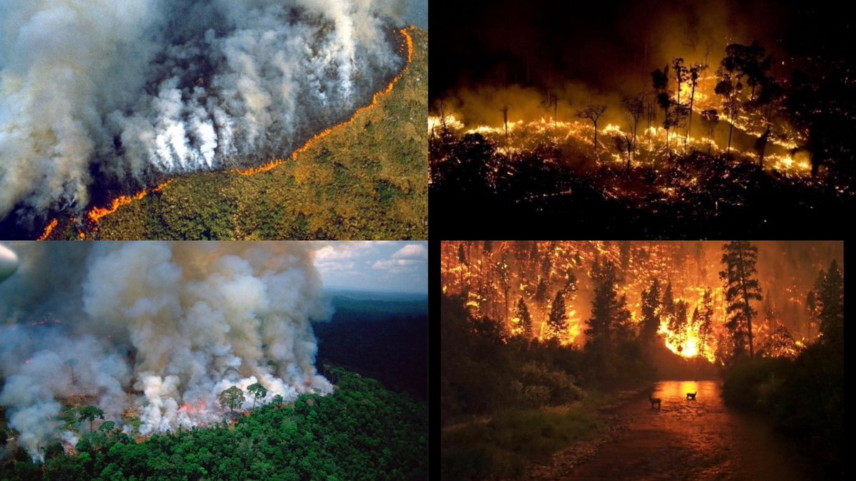 When Notre Dame was burning, the world's media covered every moment of it and billionaires rushed to restore it. Right now the Amazon is burning, the lungs of our planet. It has been burning for 3 weeks now. No media. No billionaires. #PrayforAmazonas