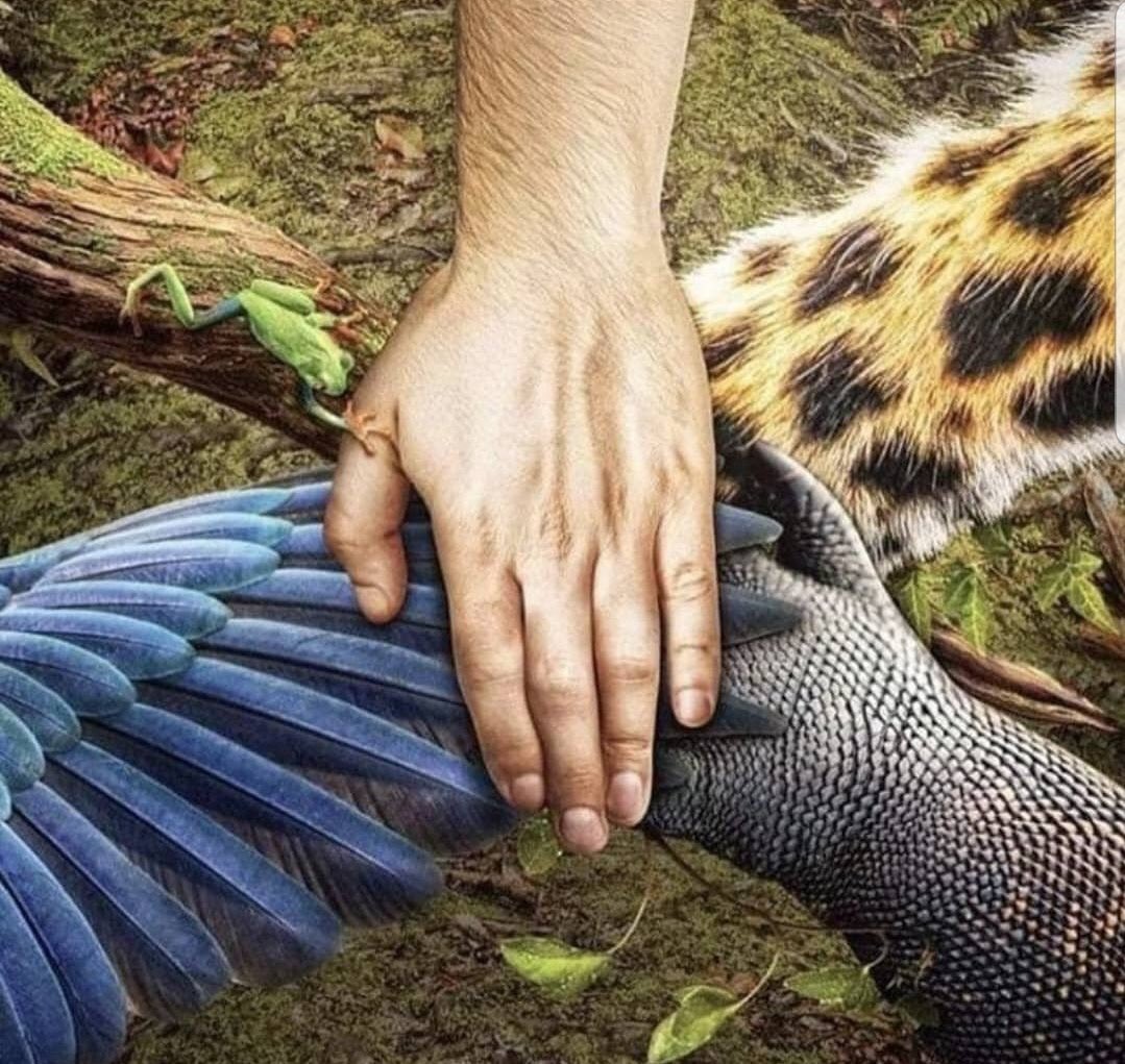 #PrayforAmazonas Il est temps de réagir ! Et vite.