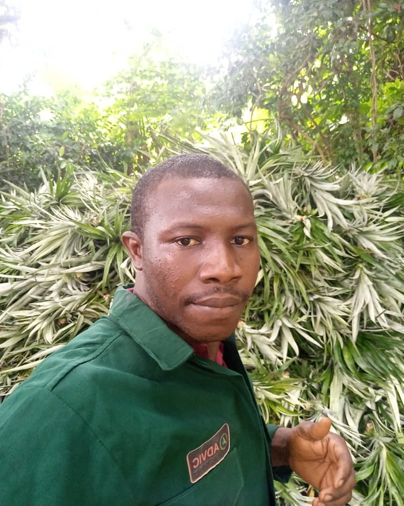advicfarms's tweet photo. Preparing another set of smooth cayenne pineapple suckers for onward delivery to their new owners.
Come and buy from us and we'll show you step by step all you need to do to record a landmark pineapple farming season!
Call/WhatsApp: 08067353063
#Advicfarms #pineapplefarming https://t.co/xqltZRQkK7