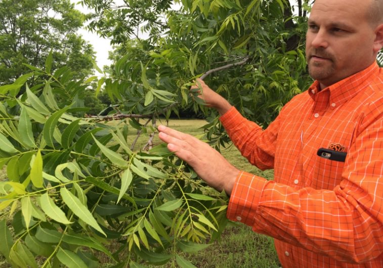 Ron_on_RON's tweet photo. Charles Rohla Raising Noble Research Institute Up as a Leader Within the American Pecan Industry https://t.co/cBEICsUSsC https://t.co/xh2Vd3oB07