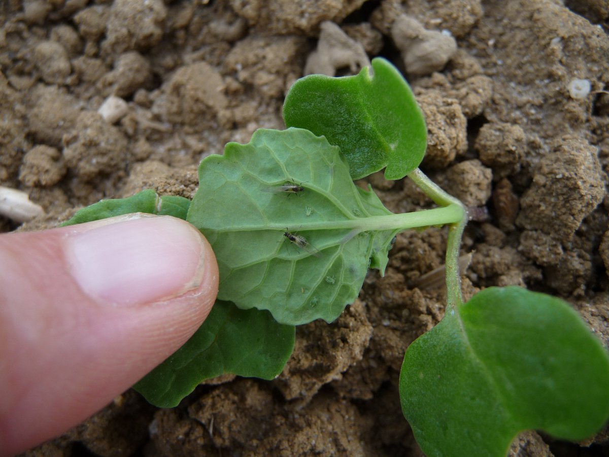 LGSeedsUK's tweet photo. Do you know what you’re looking for? TuYV survey reveals highest-yet infection level 👉 https://t.co/rD0cTBJppE #OSR #FullyLoadedHybrids #AnythingButConventional https://t.co/tCJkWcYdMk