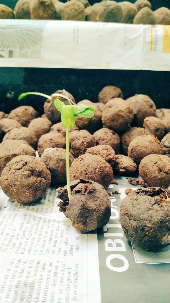 prasadsamz's tweet photo. They are growing 🌱 
#GreenindiaChallenge 
@Maheshjagan1234 @HPCL @Rajakir82395185 @CVNDas2 https://t.co/cUvhEplvG5