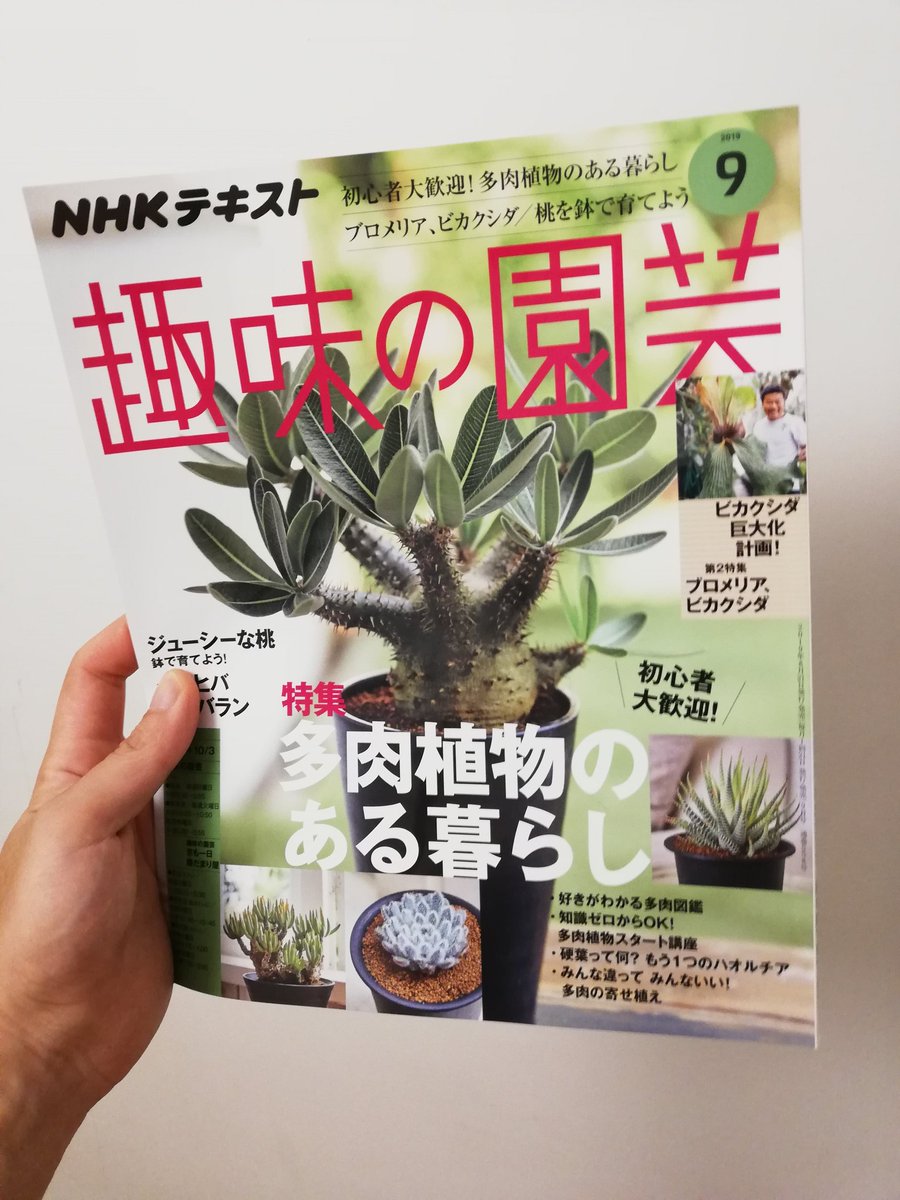 杢太郎 慎んで拝読 この本のなかでいちばん心踊ったのは多肉でもブロメリアでもない ビカクシダの種類一覧 これ ありそうでなかった 超良き 杢太郎 慎んで拝読 この本のなかでいちばん心踊ったのは多肉でもブロメリアでもない ビカクシダの種類一覧 これ ありそうでなかった 超良き