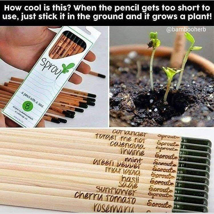 Bamboo Herb tweet media