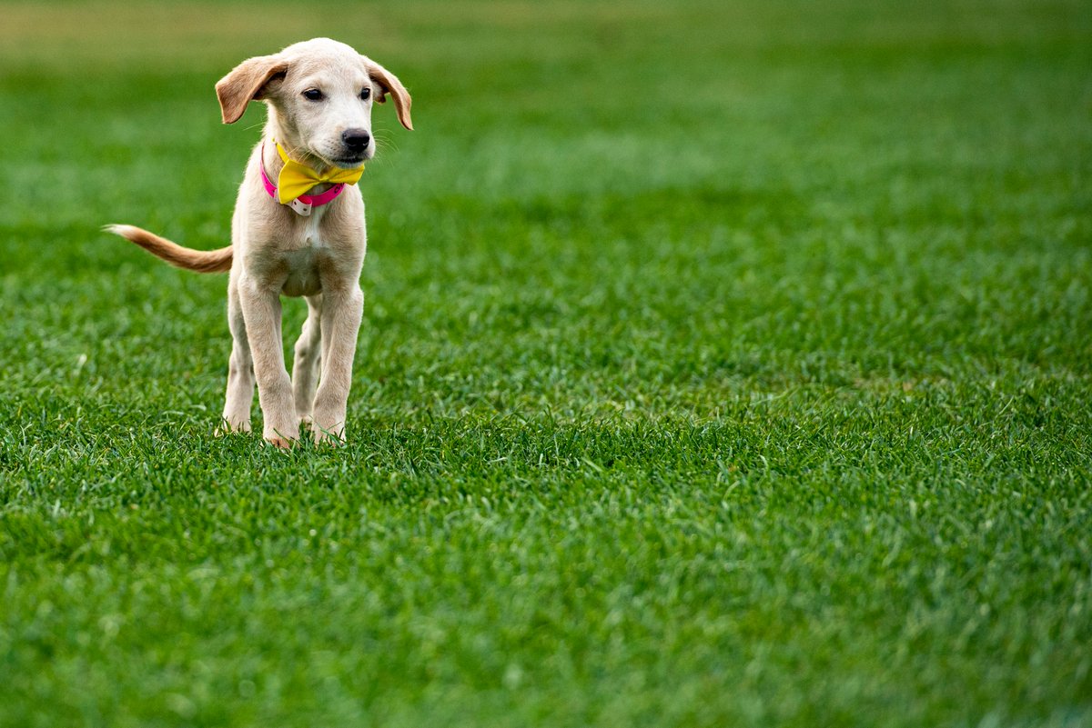 Browns's tweet photo. Meet Barker Mayfield Jr.!

This very good girl woke up feeling precious and wants to be the QB1 of your heart 🧡

Find her and more puppies up for adoption at our @SugardaleFoods Puppy Pound! https://t.co/fa8zXxqw6x