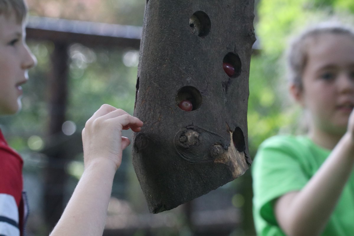 WelshMountainZo's tweet image. Our Summer WILD Rangers have come to an end. However there&apos;s no need to be sad, we&apos;re now taking bookings for half-term WILD Rangers!

For more information or to book a slot please visit - welshmountainzoo.org/experiences/wi…