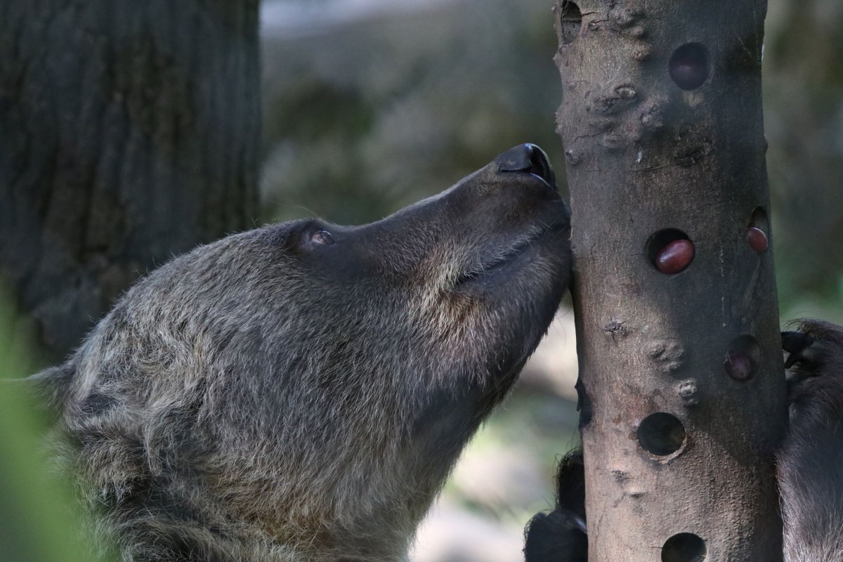 WelshMountainZo's tweet image. Our Summer WILD Rangers have come to an end. However there&apos;s no need to be sad, we&apos;re now taking bookings for half-term WILD Rangers!

For more information or to book a slot please visit - welshmountainzoo.org/experiences/wi…