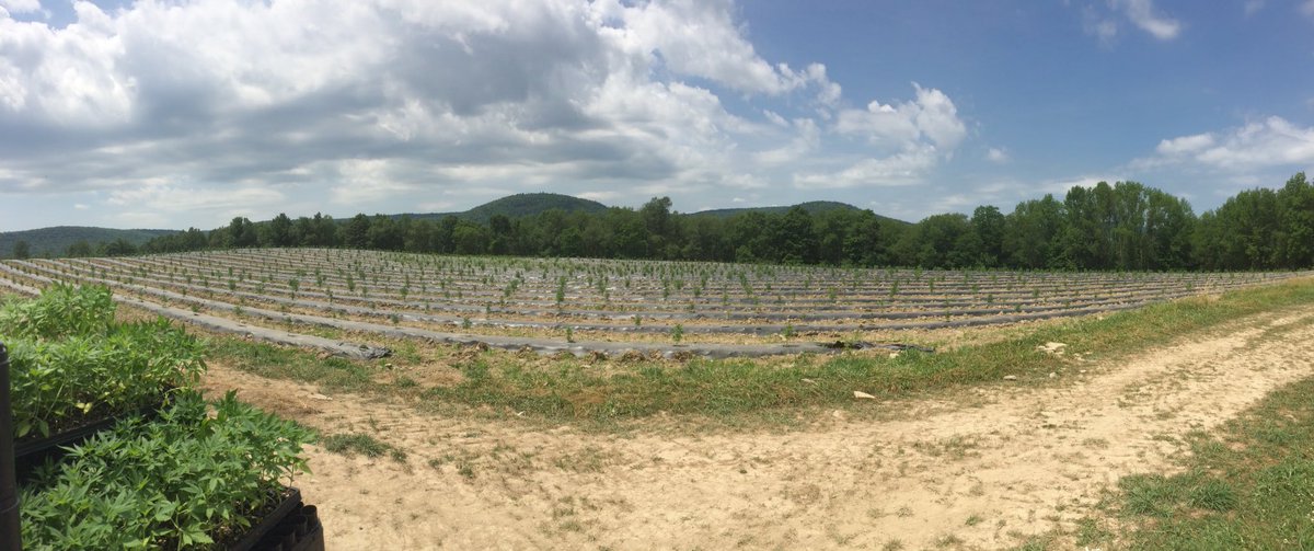 Stonerpair's tweet photo. its been a very busy summer here at the earthship! we both started working at a hemp farm! (jon full time, im part time) and it has changed our lives for the better! things are so fantastic with us &amp; i hope things are fantastic with you guys 💚💚 https://t.co/mj9A2wE2h8