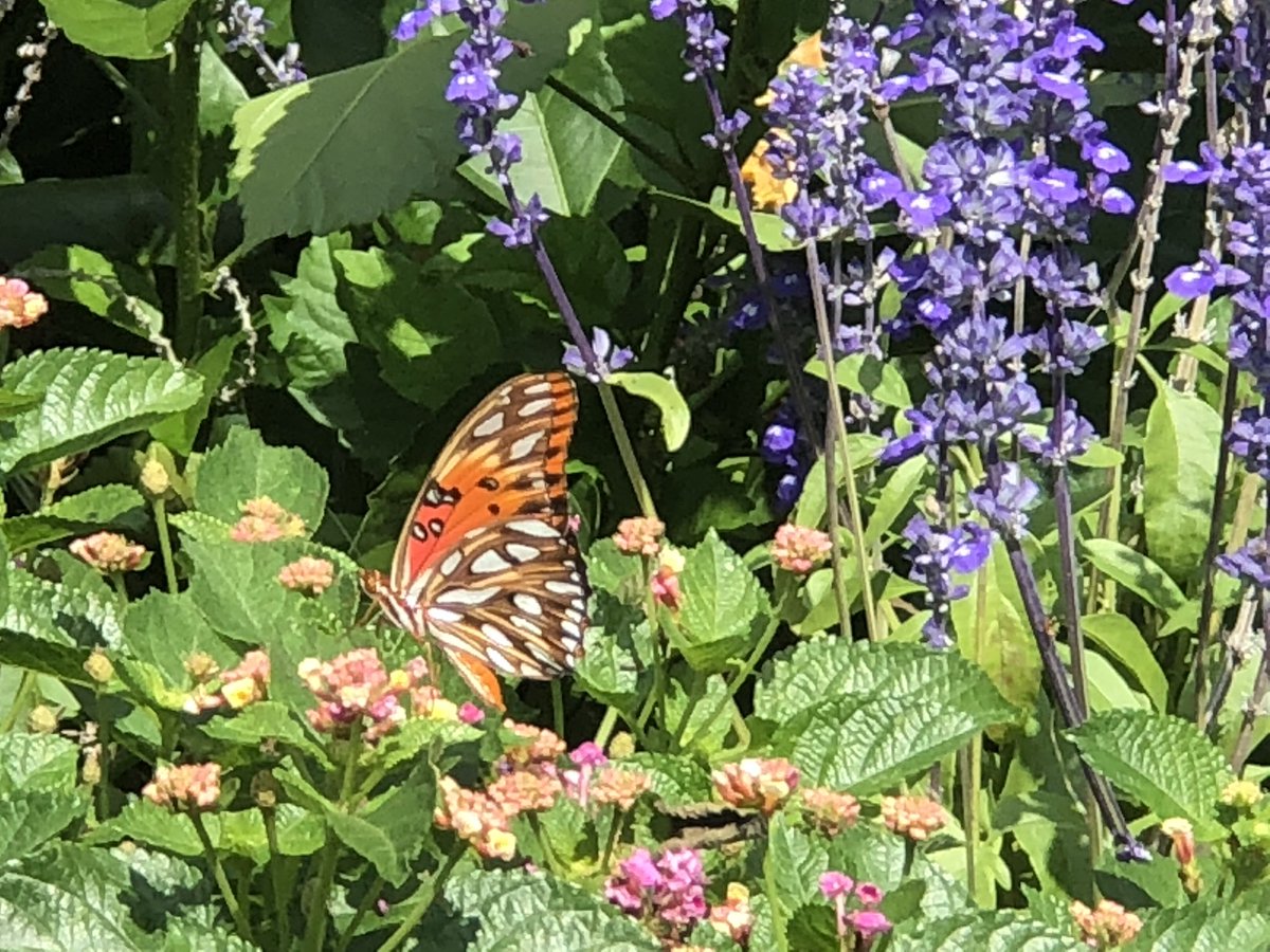 Butterflies amidst the Salvia, Hibiscus, and Lantana in the front yard gardens. #PollinatorsRoamingTheGarden