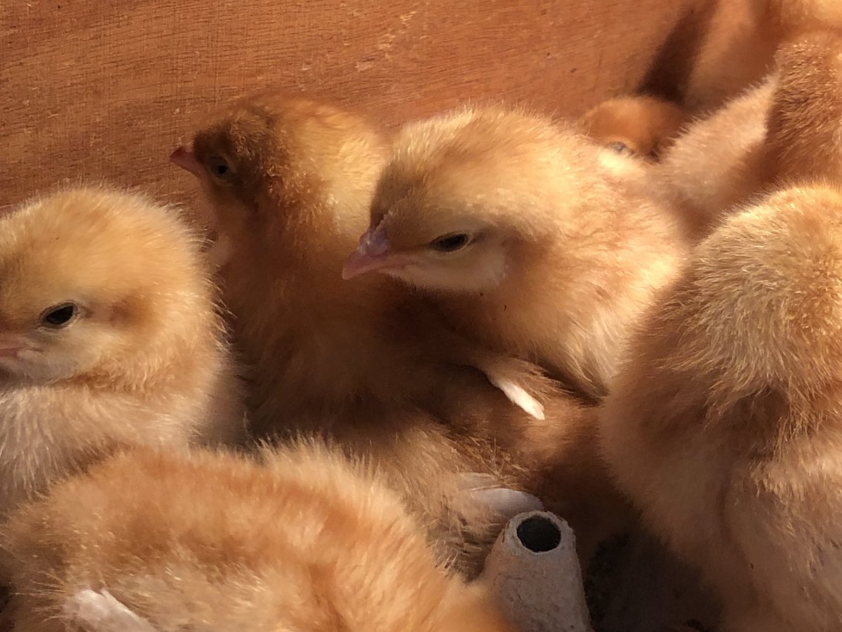 LintzHall's tweet photo. Hello baby chicks #carrhillprimary #greggs4good @GreggsCharity  @CountryTrust #derwentvalley #freerange https://t.co/6zIKY32idQ