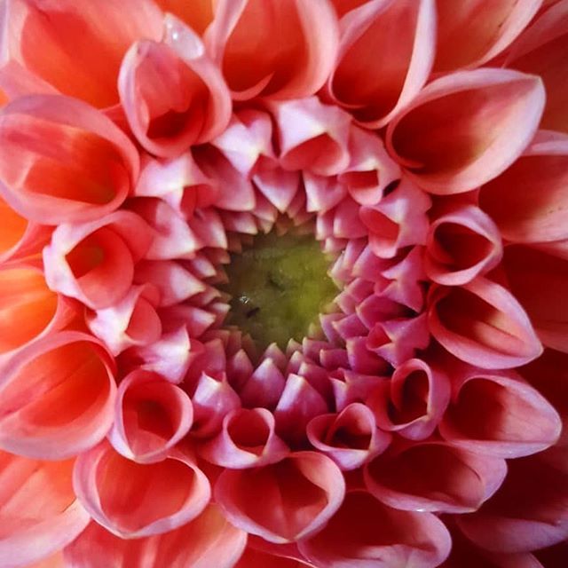 yogafrome's tweet photo. Many of us start practising yoga because it makes us feel good in body and mind. As Guruji BKS Iyengar explains in "Light on Yoga" however: "The word Yoga comes from the Sanskrit root yuj , meaning to bind, join, attach and yoke.... It is the true union … https://t.co/ke8tbCipLr https://t.co/L1RHPHE6dW
