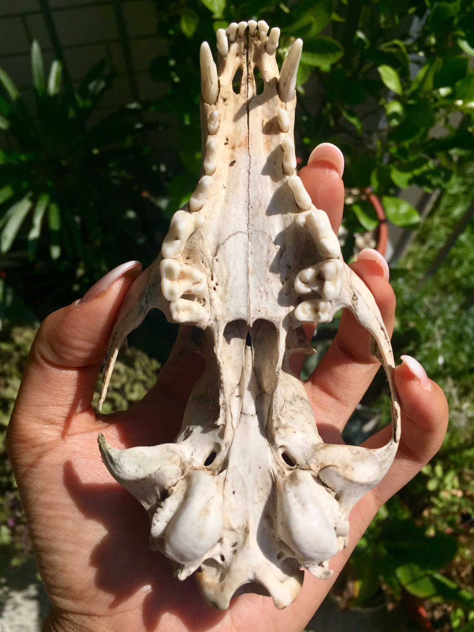 Y a r a • يارا • Hectic Skeleton on Twitter: Y a r a • يارا • Hectic Skeleton on Twitter: