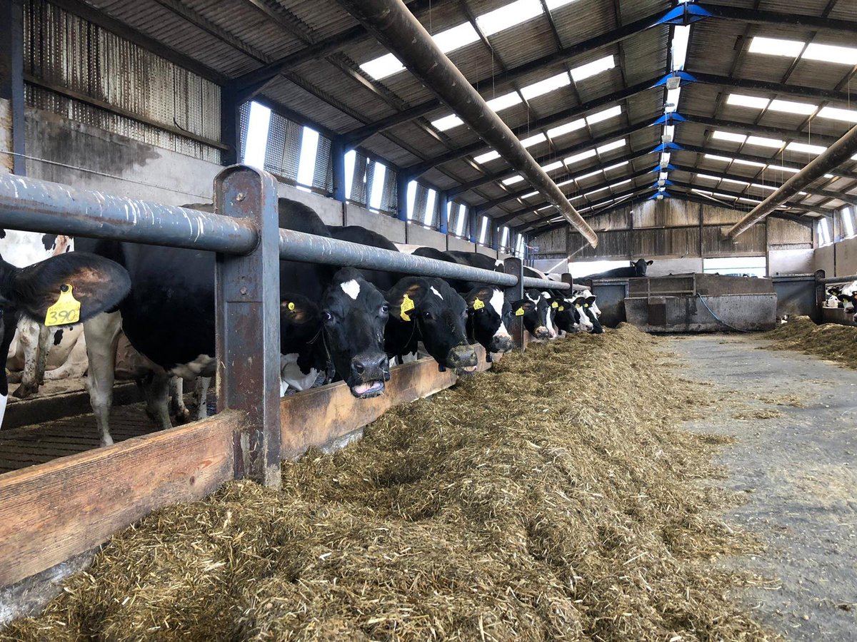 specialistnutri's tweet photo. 2 litres of milk extra per cow per day! Farmer in Co Armagh started using Northern Extra moist Feed 3 weeks ago. Why? To reduce production costs! Since adding Northern Extra to the diet, milk yield has increased by an impressive 2 litres per cow per day #UnlockYourFarmPotential https://t.co/Z5r8ijadln