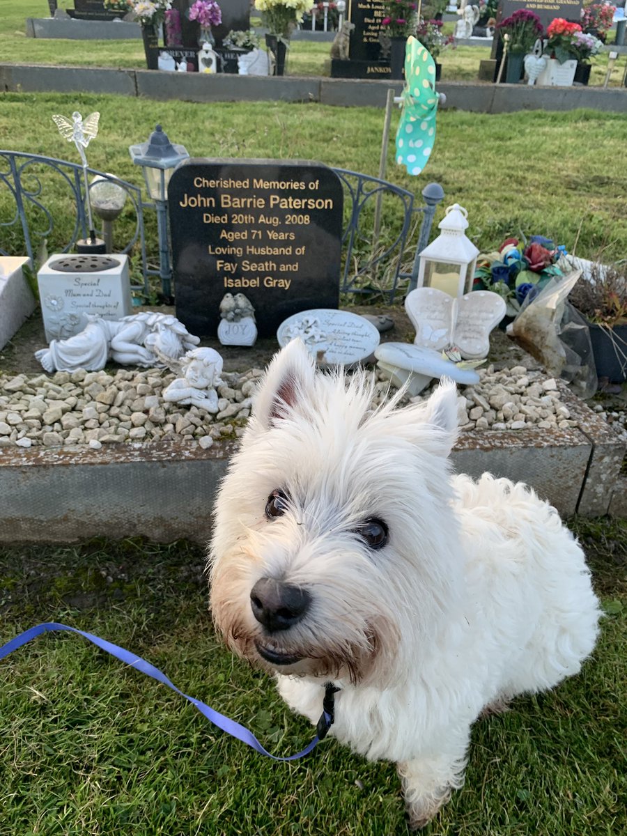 MissDiamondDiv1's tweet photo. Yesterday we visited my human grandad my mom was sad as he not here no more so I tried to cheer my mom up with this pic #westhighlandterrier #dogsoftwitter #westie #11years https://t.co/Qjpsyqa1m9