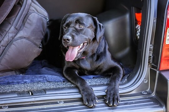 kentonhomes's tweet photo. Tips for when you're moving with a dog!

https://t.co/rCPDqRNZAu https://t.co/zBngynbRRa