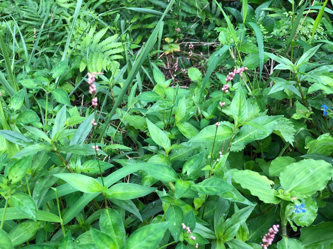 秋の野花