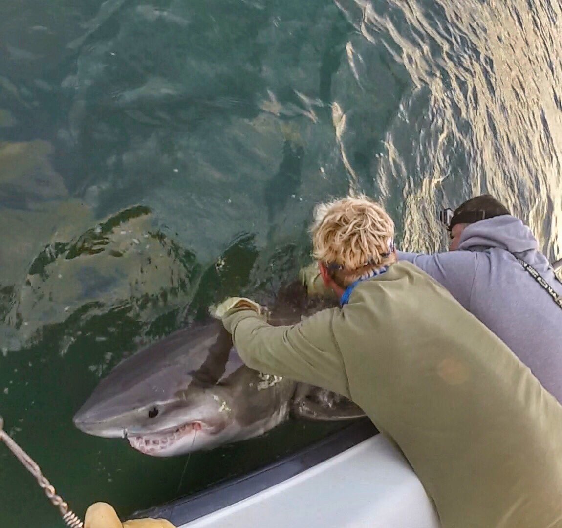 ChipHHI's tweet photo. The @A_WhiteShark &amp; @GregSkomal were in the area off Cape Cod yesterday when a white shark killed a seal.After checking the tag,it was our own Miss Carolina that I tagged 2.6 yrs ago off South Carolina.Great to see her doing well, lookin plump and hunting successfully @MA_Sharks https://t.co/vZxa280iV9