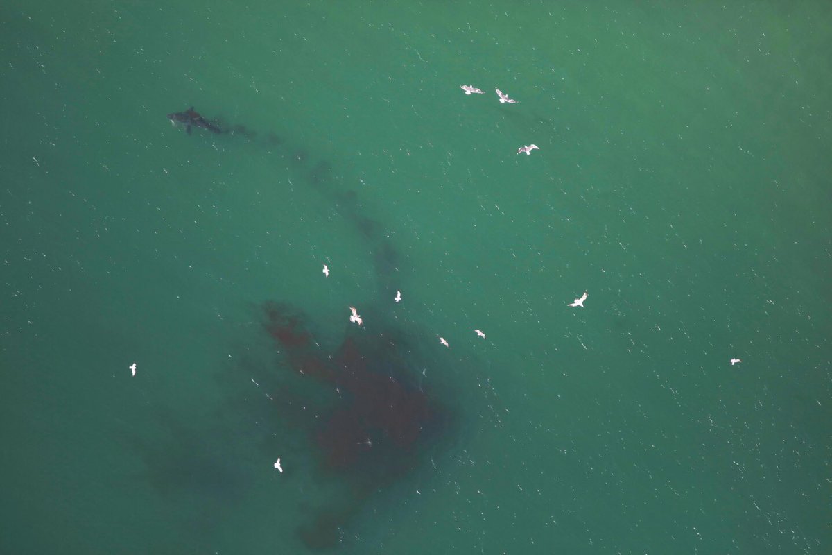 ChipHHI's tweet photo. The @A_WhiteShark &amp; @GregSkomal were in the area off Cape Cod yesterday when a white shark killed a seal.After checking the tag,it was our own Miss Carolina that I tagged 2.6 yrs ago off South Carolina.Great to see her doing well, lookin plump and hunting successfully @MA_Sharks https://t.co/vZxa280iV9