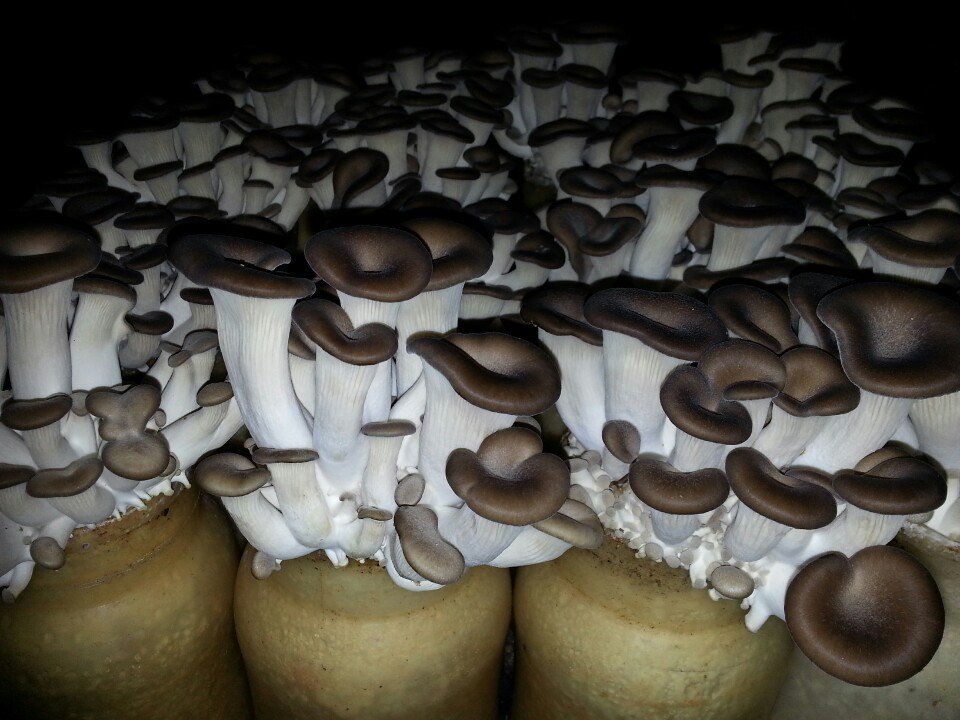 Banken Champignons tweet media