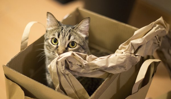 kentonhomes's tweet photo. Tips for when you're moving with a cat! 

https://t.co/uqweU5AN1J https://t.co/i6OBwkKmKb