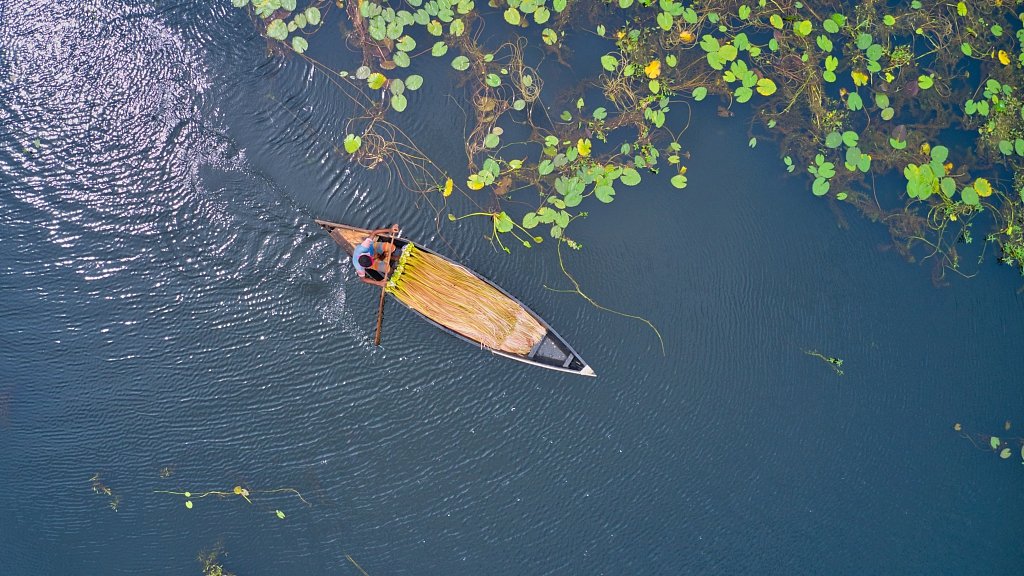 #Bangladesh farmers harvest water lilies by boat bit.ly/2Z7JZ2C