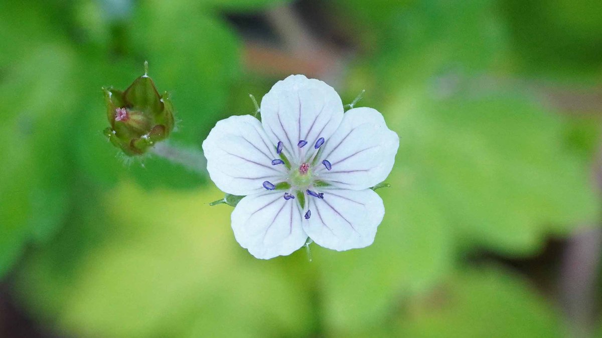 道端の草花 道端の草花