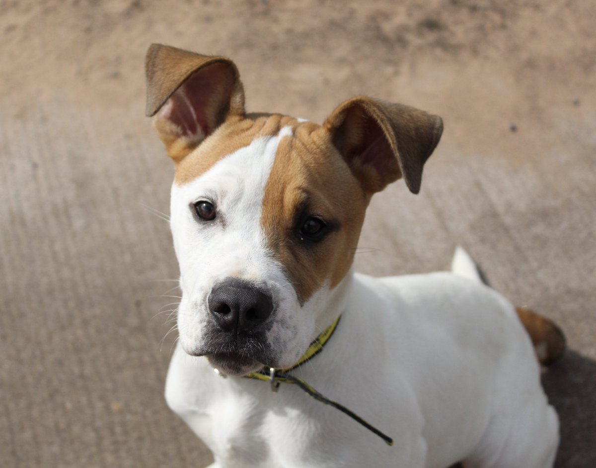 puppy classes shrewsbury