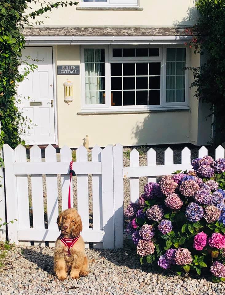 Trevornick5Star's tweet photo. Summer the dog enjoying her stay with her family in our brand-new #cottage Buller!πΆπ‘ Book your #dogfriendly holiday by calling us on 01637 830531. #dogslovetrevornick #cornwallcottages #cornwall https://t.co/e2uEEoFCiP