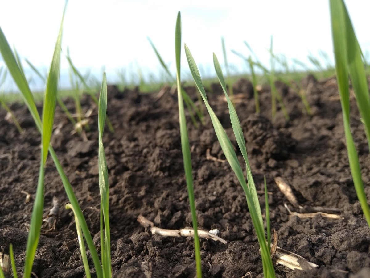 Expandi_T's tweet photo. Evaluando nacimiento y stand de plantas en los ensayos de #fertilizantes #MAPliquid @Expandi_T #desarrolloparaelagro https://t.co/r2xfkqZnBe