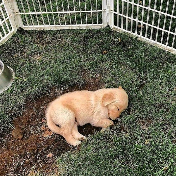 LabredorM's tweet image. #puppies #dog #puppies #dogs #dogsofinstagram #puppiesofinstagram #lovepuppies #dogstagram #dogsitting #pet #puppylove #instadog #dogoftheday #doggo #ilovemydog