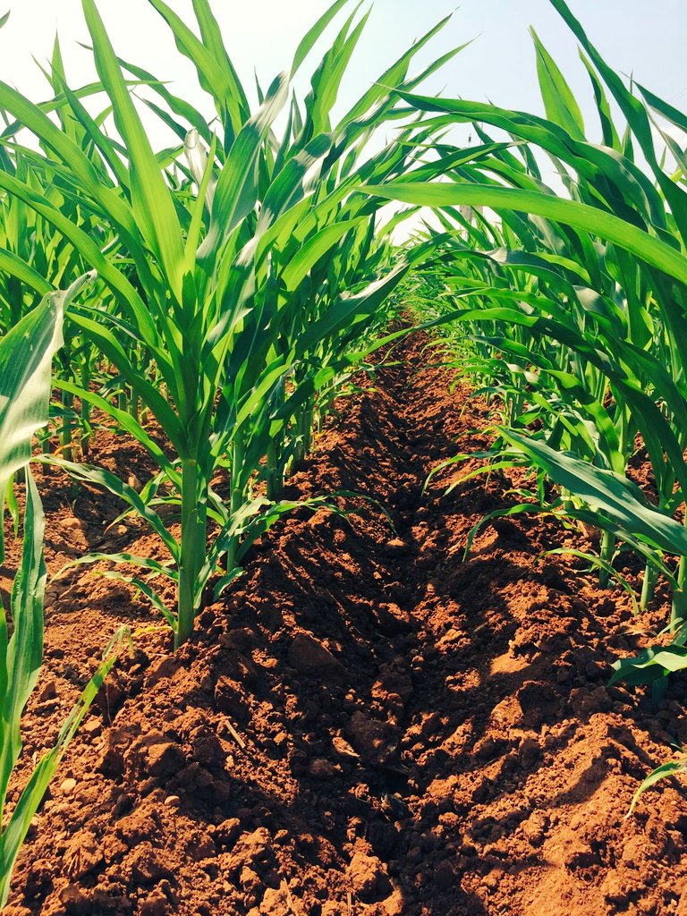 GAP Hassas Tarım tweet media