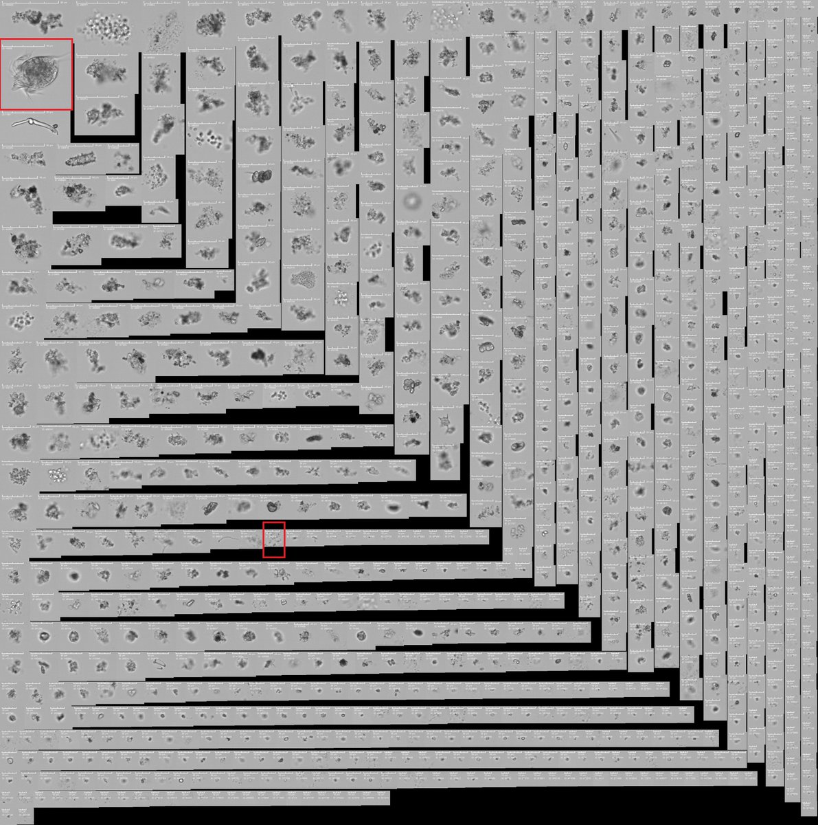 CytoBuoy's tweet photo. We recently deployed new CytoSense in dutch waters. The system is continuously running and giving nice results #CytoSense #flowcytometry #insitu #sampling #imaging #imagingflowcytometry #Markermeer #samplinglake https://t.co/DcvDg07cn6