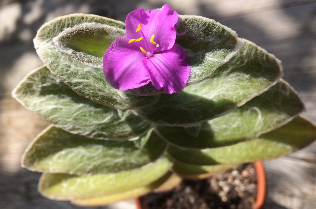 Furry Tradescantia sillamontana in my garden.