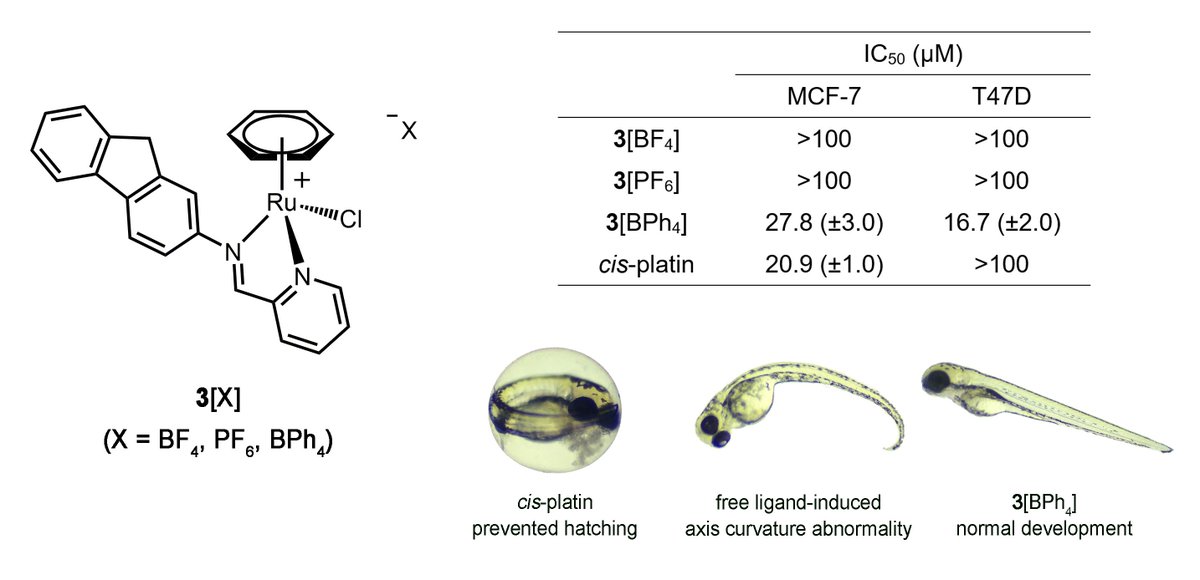 CastonguayAnnie's tweet photo. Our study reporting a counterion effect on the biological activity of cationic organoruthenium(II) fluorene complexes is now published in @DaltonTrans. Special thanks to my team at INRS @inrsciences and to @KessenPatten for the pleasant collaboration! 

https://t.co/BPs1IVvkmw https://t.co/HI4XDEhXcC