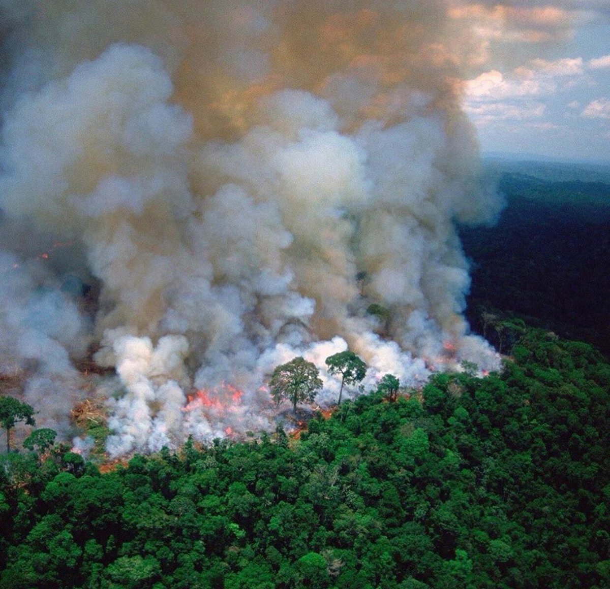 subcantante's tweet photo. Arde el AMAZONAS 
Duele el alma 
Muere la esperanza https://t.co/G9vuGDqyw5