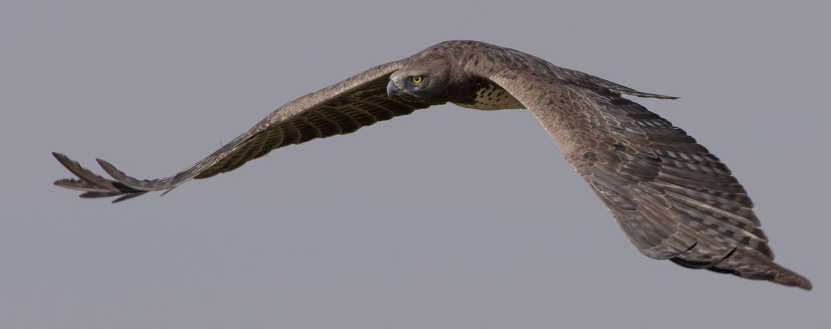 mararaptors's tweet photo. The Lemek pair male Martial Eagle stretching his wings. #lemekconservancy #martialeagle #maasaimara #mararaptorproject #raptors https://t.co/5qJq7Poa7z