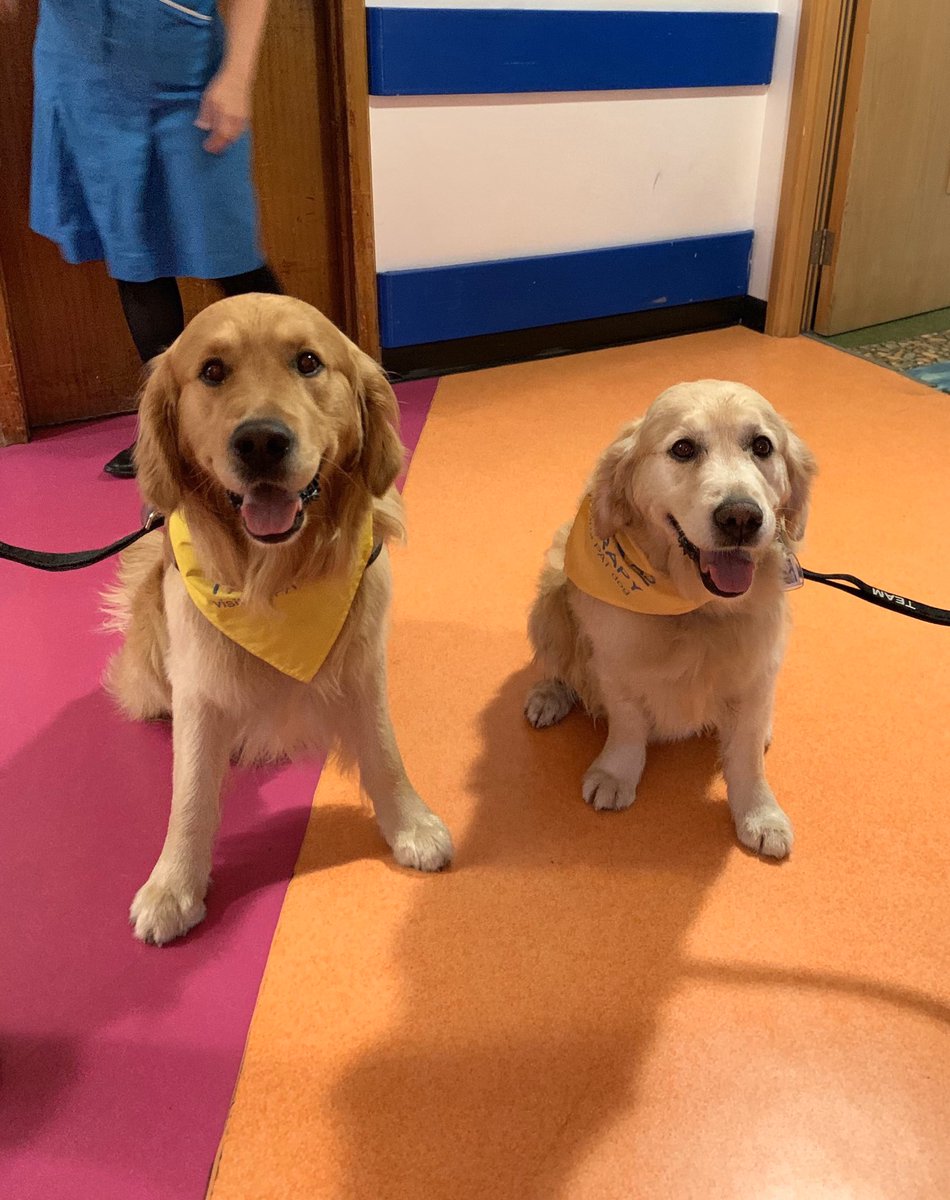 SuavesLomitos's tweet photo. Milo y Jesse son dos lomitos que trabajan en un hospital acompañando y demostrándole a los niños que le tienen miedo a ciertos exámenes que no hay nada que temer 🤗

Comparte para bendecir otro timeline 🐶 https://t.co/oa4K5cXtmZ