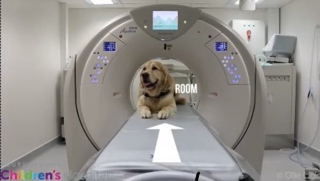SuavesLomitos's tweet photo. Milo y Jesse son dos lomitos que trabajan en un hospital acompañando y demostrándole a los niños que le tienen miedo a ciertos exámenes que no hay nada que temer 🤗

Comparte para bendecir otro timeline 🐶 https://t.co/oa4K5cXtmZ