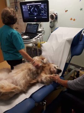 SuavesLomitos's tweet photo. Milo y Jesse son dos lomitos que trabajan en un hospital acompañando y demostrándole a los niños que le tienen miedo a ciertos exámenes que no hay nada que temer 🤗

Comparte para bendecir otro timeline 🐶 https://t.co/oa4K5cXtmZ