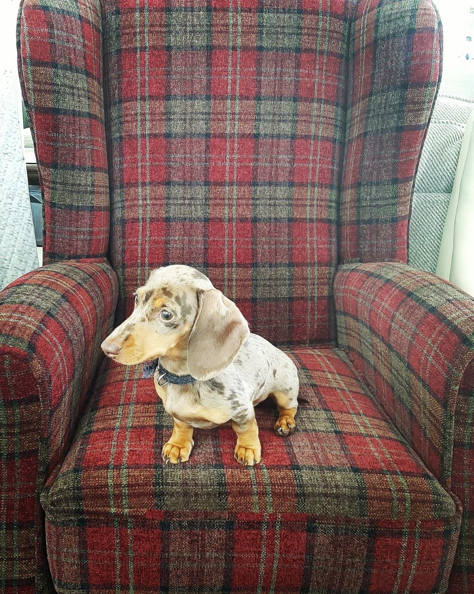 Our little visitor definitely approved of our tartan fireside chair! #dachshund #dachshundpuppy #sausagedogpuppy #fireside #chair #tartan #comfy #puppy #cute #familyrun n #connahsquay