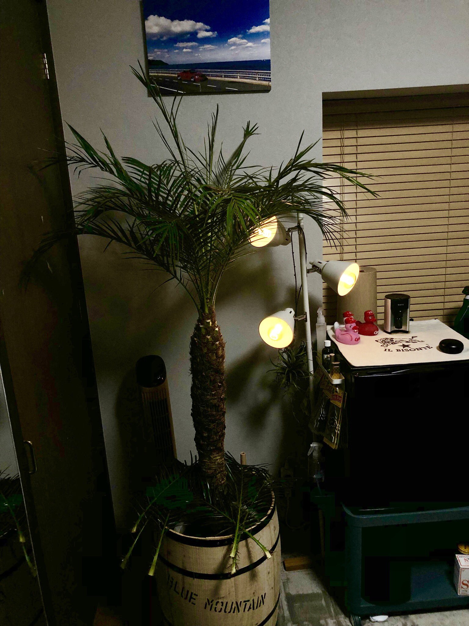 まめ 部屋のヤシちゃん成長早いなー 今年２回目のカット フェニックスロベレニー T Co 876dzfbhtk Twitter