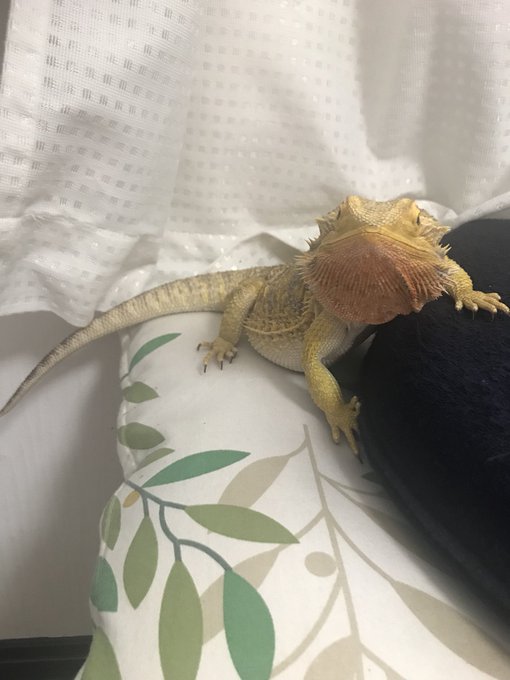 飛び降りのtwitterイラスト検索結果 古い順