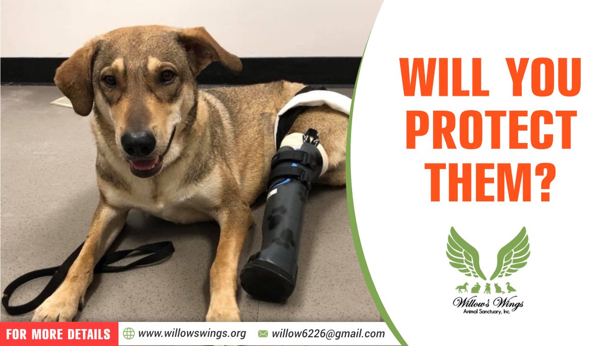 WingsWillow's tweet photo. Willow’s Wings opened its home and heart ❤ to this amazing survivor Lex, who came to us from Africa, after someone crudely chopped off his back legs.

Read more at https://t.co/NYJ1vmFovW

#Animalrescue #WillowsWings #AnimalSanctuary #NonProfit #donate #Animalshelter https://t.co/gFEFi80lTI