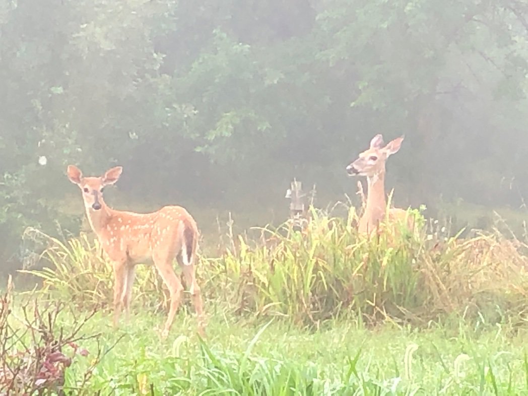 Morning guests 

#deer #fawn #DoePoetryBook from @FLPress #grateful #nature #eatingeveryplantIplantedandthensome #Doe #mamaandbaby