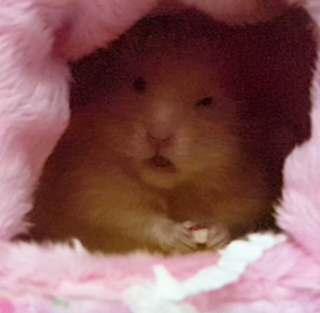 This is my favorite hamster pic. Feel blessed to lay your eyes upon it. https://t.co/gkbOK4AI1I<a href="/tag/happybirthdayjenna"class="tags"><span>#happybirthdayjenna</span></a>