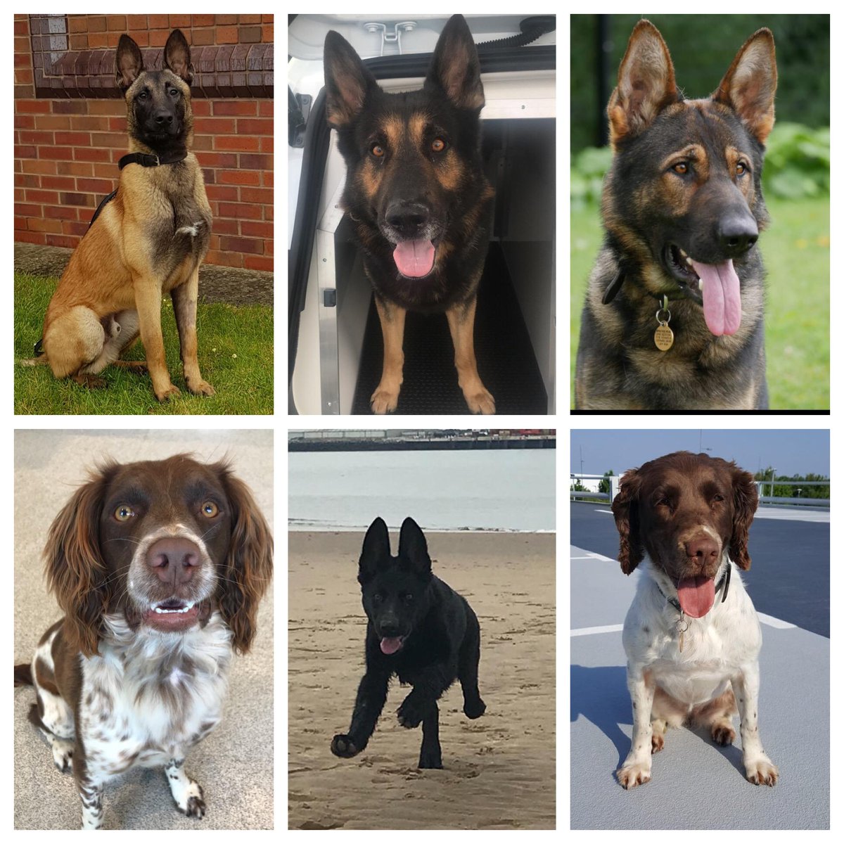 Mersey Police Dogs tweet media